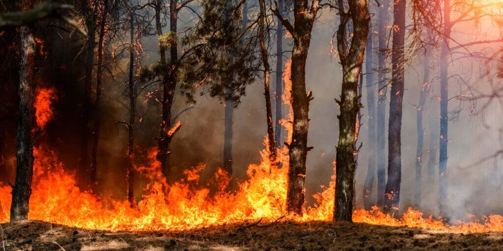 Now’s the Time to Implement Fuel Reduction Strategies