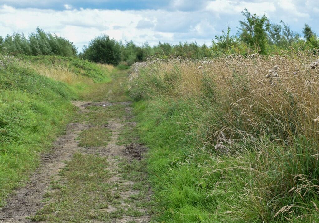Overgrown Road